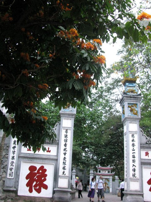 Hoa Vô ưu rực rỡ khoe sắc đầu hè