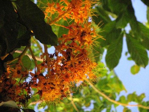 Hoa Vô ưu rực rỡ khoe sắc đầu hè