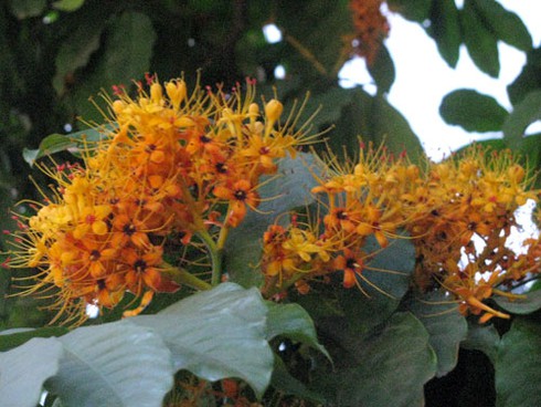 Hoa Vô ưu rực rỡ khoe sắc đầu hè