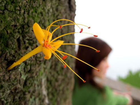 Hoa Vô ưu rực rỡ khoe sắc đầu hè