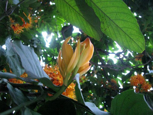 Hoa Vô ưu rực rỡ khoe sắc đầu hè