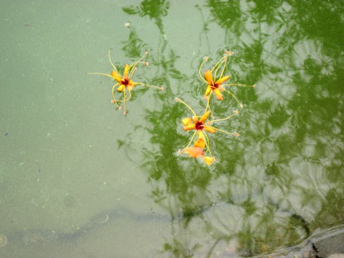 Hoa Vô ưu rực rỡ khoe sắc đầu hè