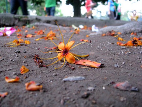 Hoa Vô ưu rực rỡ khoe sắc đầu hè