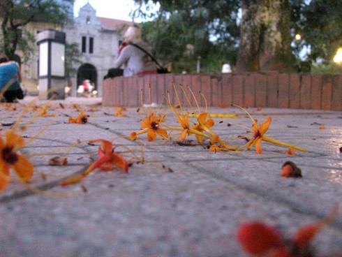 Hoa Vô ưu rực rỡ khoe sắc đầu hè