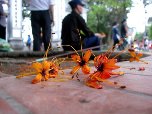 Hoa Vô ưu rực rỡ khoe sắc đầu hè