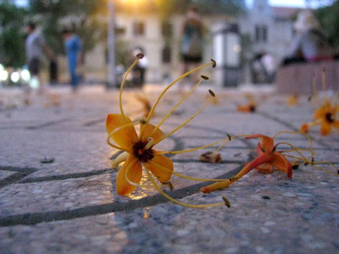 Hoa Vô ưu rực rỡ khoe sắc đầu hè