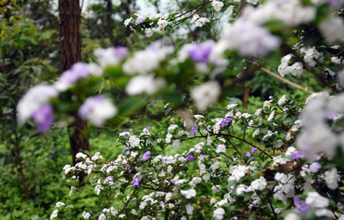 Ngắm hoa lạ, độc đáo tại Đền Hùng