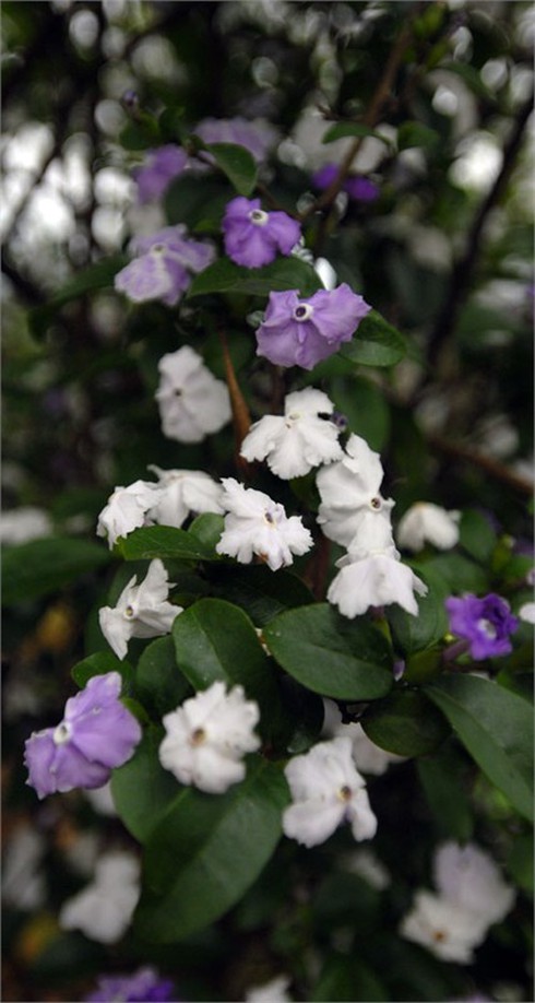 Ngắm hoa lạ, độc đáo tại Đền Hùng