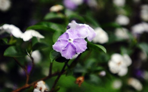 Ngắm hoa lạ, độc đáo tại Đền Hùng