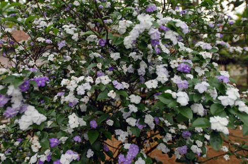 Ngắm hoa lạ, độc đáo tại Đền Hùng