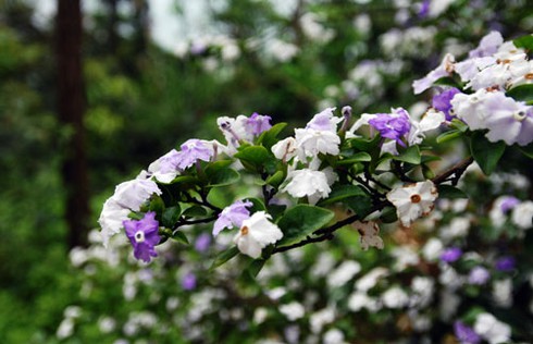 Ngắm hoa lạ, độc đáo tại Đền Hùng