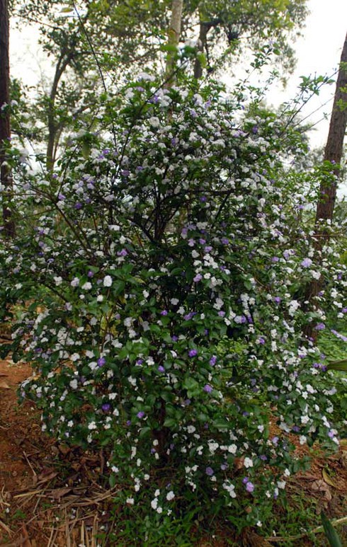 Ngắm hoa lạ, độc đáo tại Đền Hùng