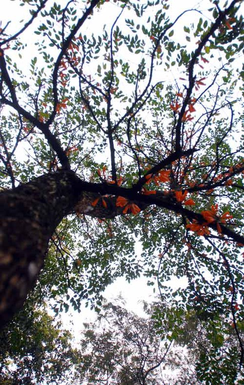 Ngắm hoa lạ, độc đáo tại Đền Hùng