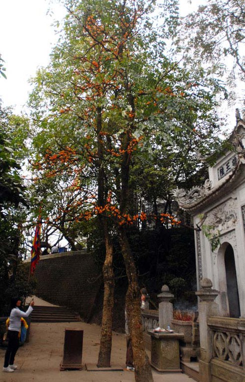 Ngắm hoa lạ, độc đáo tại Đền Hùng