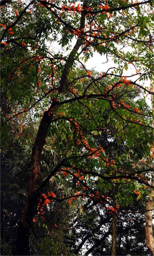 Ngắm hoa lạ, độc đáo tại Đền Hùng