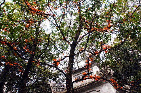 Ngắm hoa lạ, độc đáo tại Đền Hùng