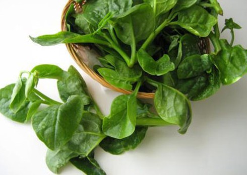 Mồng tơi trị chứng đi tiểu nóng buốt
