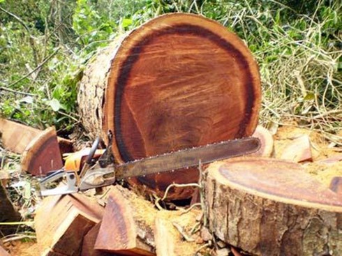 An Giang: Công an xã trở thành lâm tặc