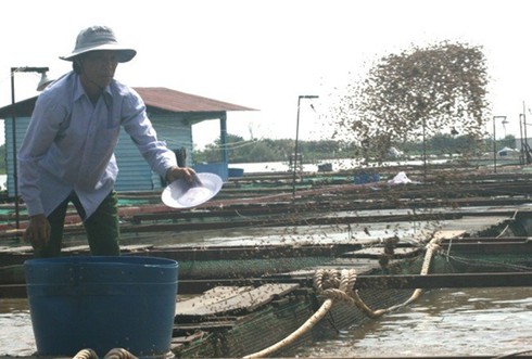 Vụ cá nhiễm chất cấm: Sẽ siết chặt đầu vào