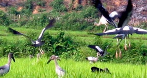 Xuất hiện nhiều con chim lạ gần thủy điện Lai Châu