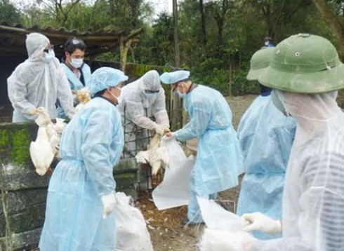Nghiên cứu văc-xin cúm H5N1 cho từng địa phương