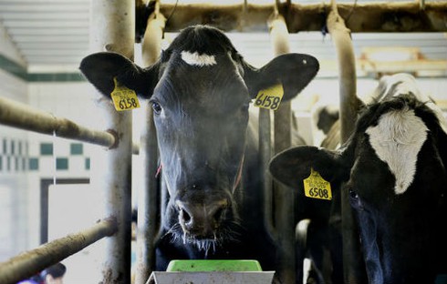 Mỹ: phát hiện gia súc nhiễm bệnh bò điên ở California