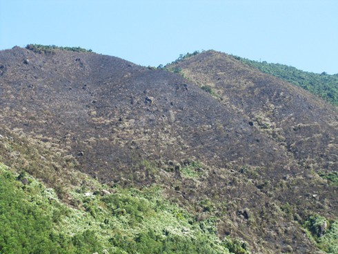 Kiểm lâm yêu cầu làm rõ nguyên nhân cháy rừng Nam Hải Vân