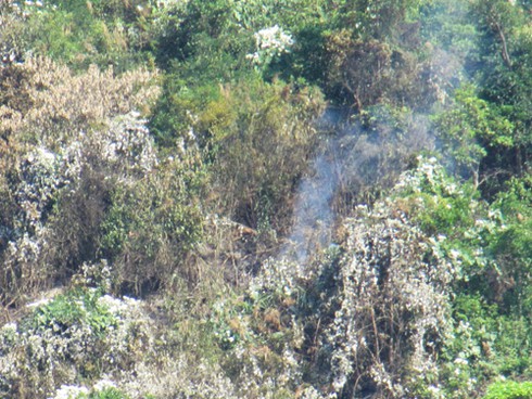 Kiểm lâm yêu cầu làm rõ nguyên nhân cháy rừng Nam Hải Vân