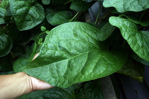 “Đặc sản” ở Trường Sa