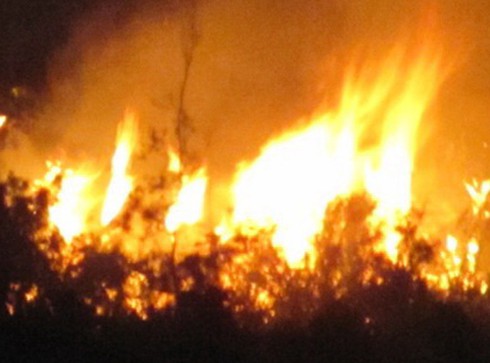 Hỗ trợ người dân bị cháy rừng trồng Nam Hải Vân