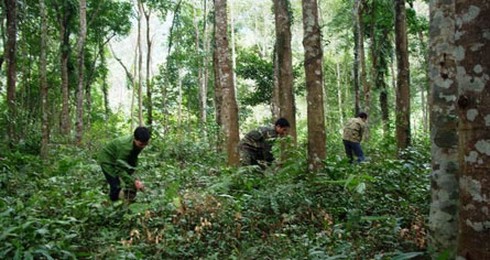 Nắng to, rừng Hà Tĩnh lo chặn lửa