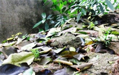 Thành cổ Nam Định mất dần