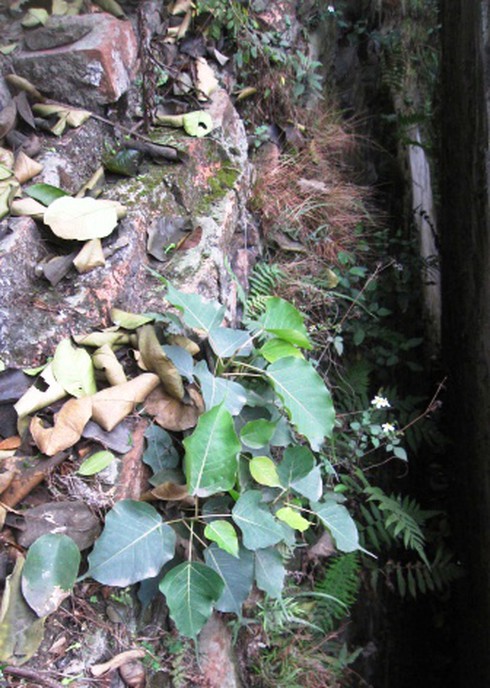 Thành cổ Nam Định mất dần