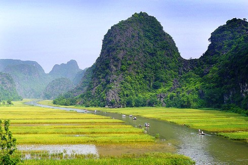Tam Cốc – Bích Động đẹp rực rỡ mùa lúa chín