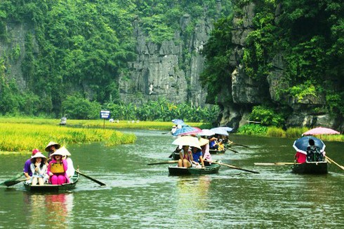 Tam Cốc – Bích Động đẹp rực rỡ mùa lúa chín
