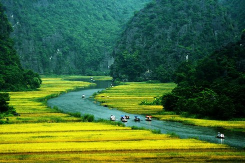Tam Cốc – Bích Động đẹp rực rỡ mùa lúa chín