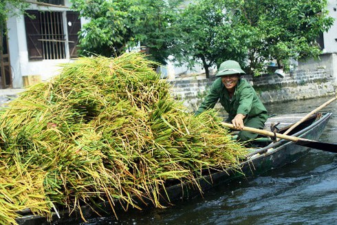 Tam Cốc – Bích Động đẹp rực rỡ mùa lúa chín