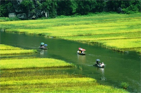 Tam Cốc – Bích Động đẹp rực rỡ mùa lúa chín