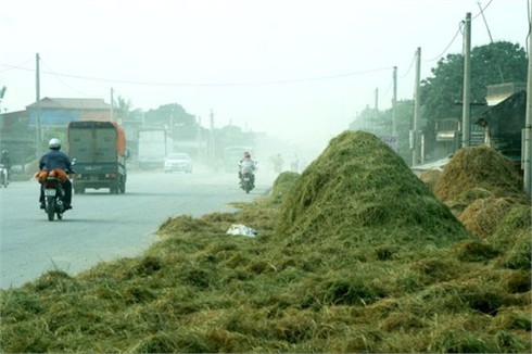 Rơm, thóc `chặn xe` vào Bích Động
