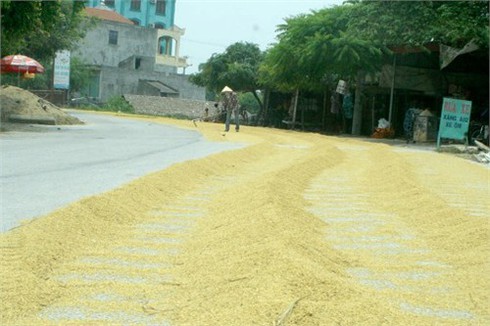 Rơm, thóc `chặn xe` vào Bích Động