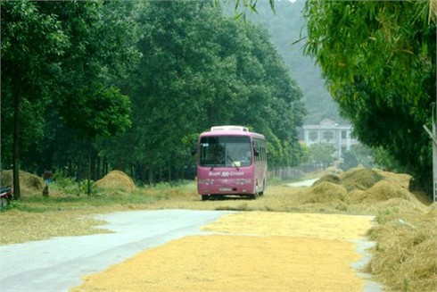 Rơm, thóc `chặn xe` vào Bích Động