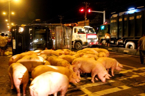 Xe tải lật, đàn heo `dạo chơi` trên quốc lộ