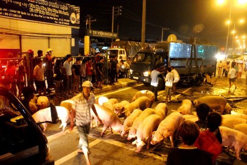 Xe tải lật, đàn heo `dạo chơi` trên quốc lộ