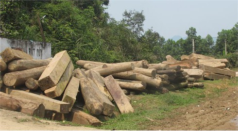 Khởi tố 3 đối tượng phá rừng ở Hà Tĩnh