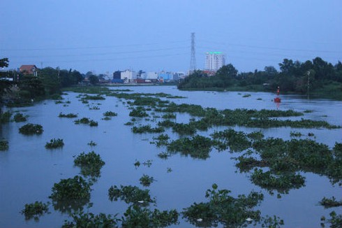 Đường thủy tắc nghẽn vì... bèo