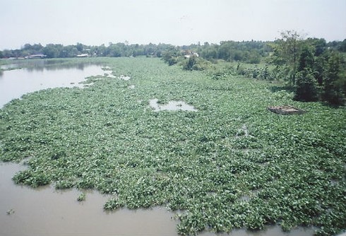 Đường thủy tắc nghẽn vì... bèo