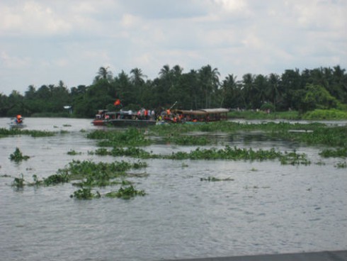Đường thủy tắc nghẽn vì... bèo