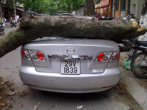 Cây gỗ mục đè bẹp xế hộp trên phố Hà Nội