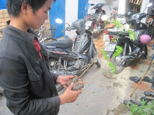 Dân Sài thành lên cơn sốt sưa giống tiền tỷ