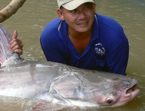 Dùng ghe lớn đưa cá tra dầu khổng lồ về trại giống